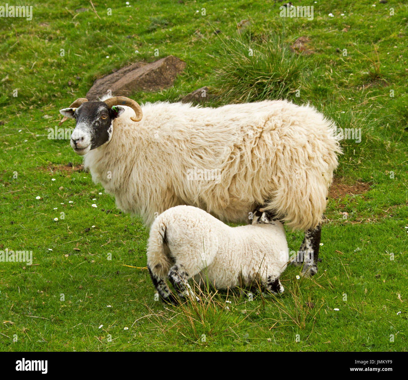 Swaledale pecore, British Heritage razza, giovane agnello alimentazione dalla madre Foto Stock