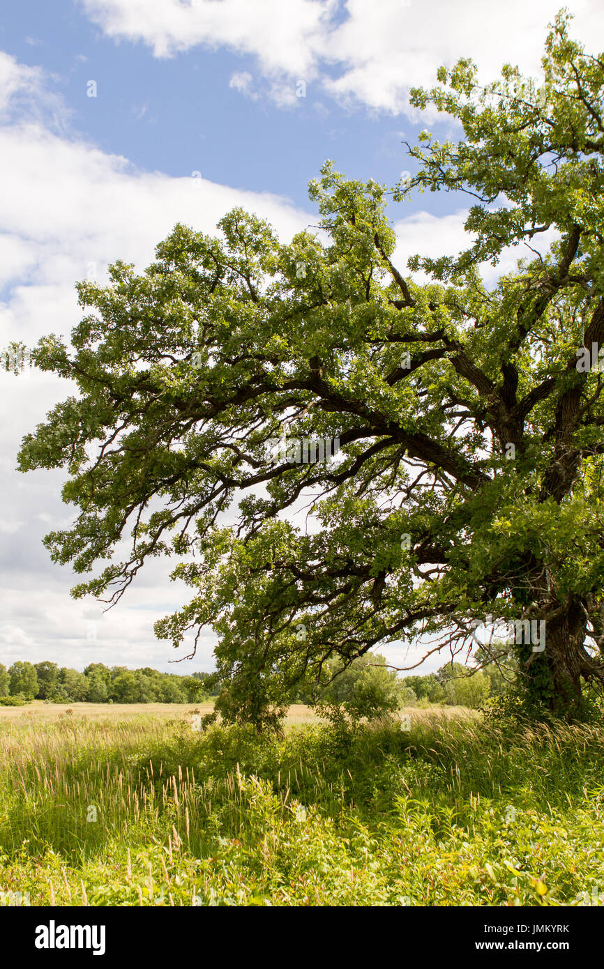 Albero di quercia nella prateria durante l estate con cielo blu Foto Stock