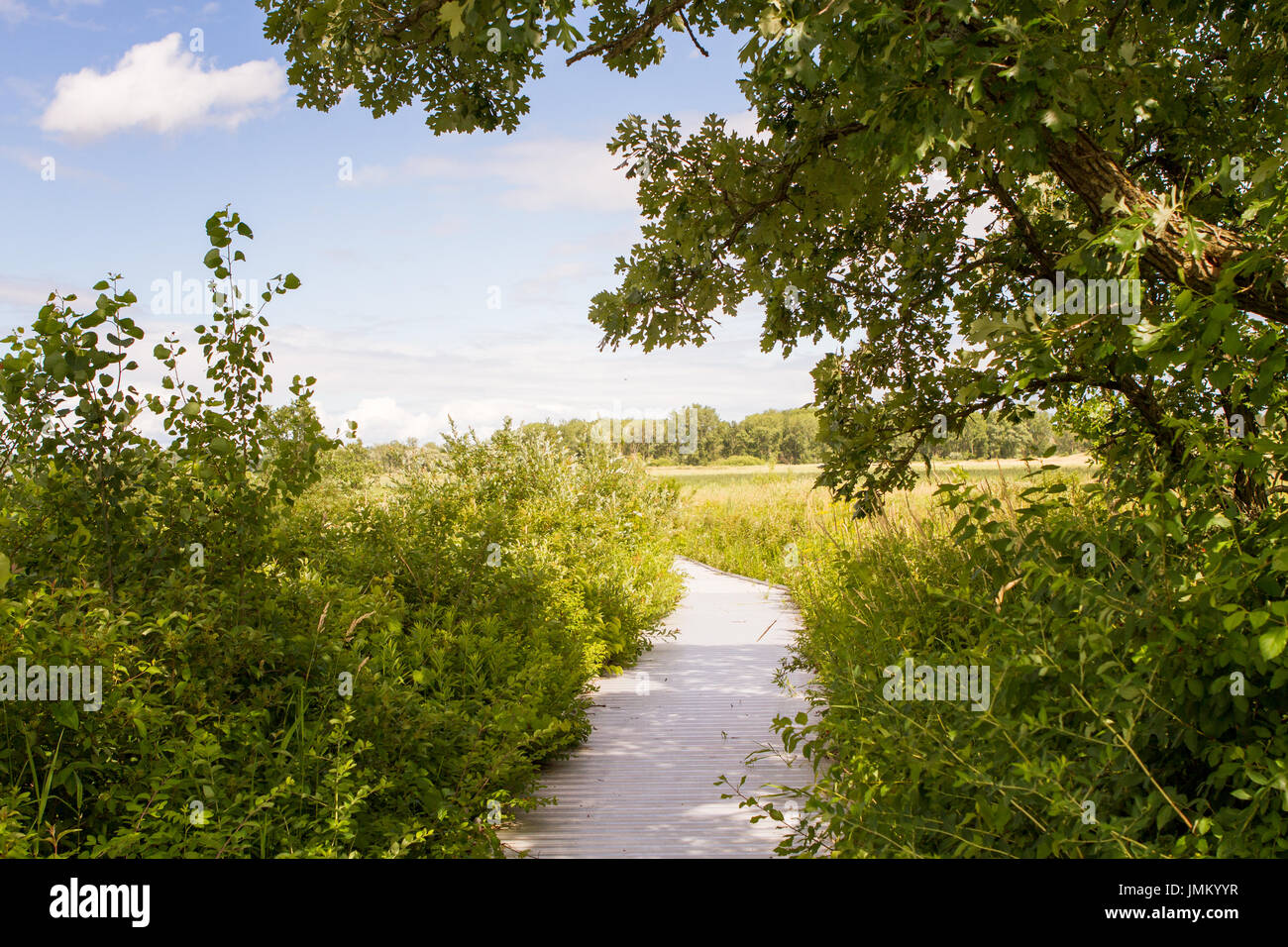 Sentiero escursionistico attraverso lussureggianti prairie con albero di quercia e cieli blu in estate Foto Stock
