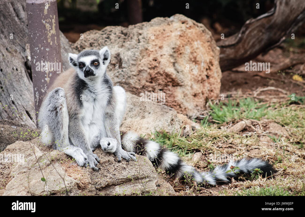 L'anello-tailed lemur (Lemur catta) è un grande primate strepsirrhine e più riconosciuti lemur dovuta alla sua lunga, in bianco e nero di inanellare coda. Foto Stock