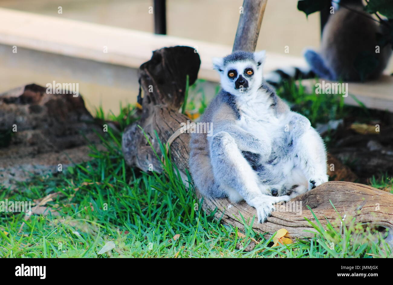 L'anello-tailed lemur (Lemur catta) è un grande primate strepsirrhine e più riconosciuti lemur dovuta alla sua lunga, in bianco e nero di inanellare coda. Foto Stock