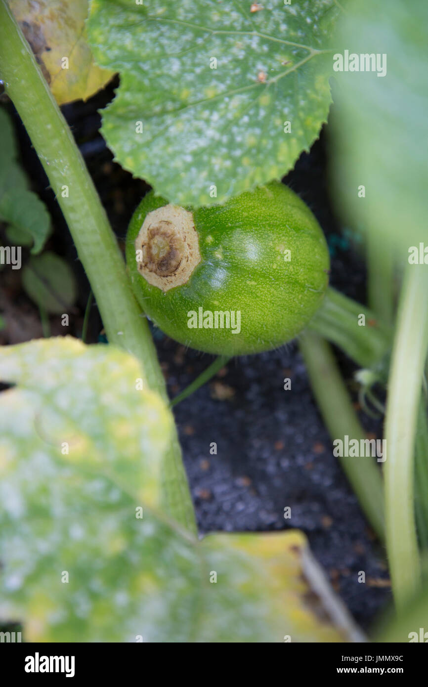 Una zucca cominciando a crescere in una Patch vegetale Foto Stock