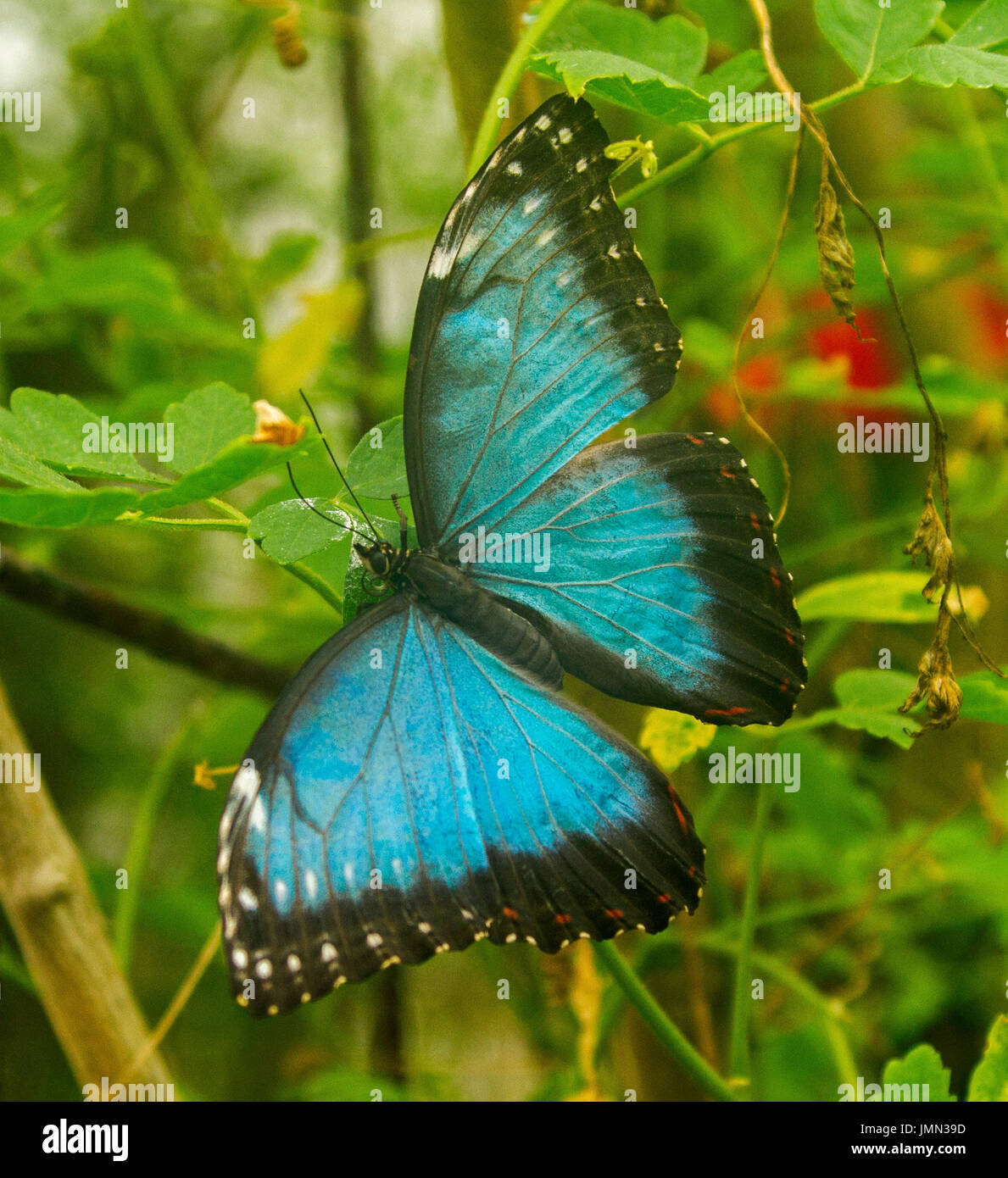 Sorprendente e colorata blu farfalla morpho, Morpho peleides, sullo sfondo del verde smeraldo della vegetazione Foto Stock