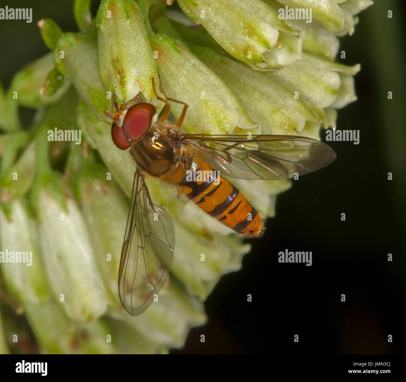 Hoverfly striato, un benefico di insetti impollinatori, con grandi occhi chiaramente visibile, sul fiore nel giardino inglese Foto Stock