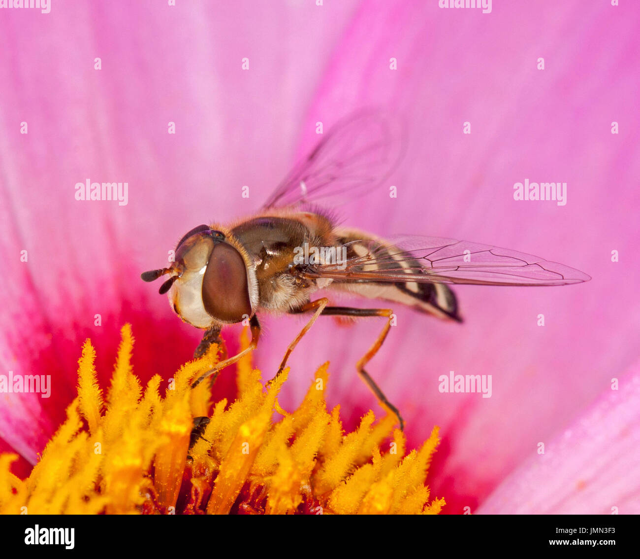 Hoverfly, con grandi occhi chiaramente visibile, un benefico gli insetti impollinatori; in rosa dahlia fiore nel giardino inglese Foto Stock