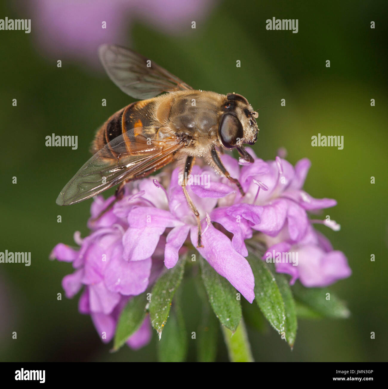 Hoverfly, un benefico di insetti impollinatori, alimentando il fiore rosa sullo sfondo del fogliame verde nel giardino inglese Foto Stock