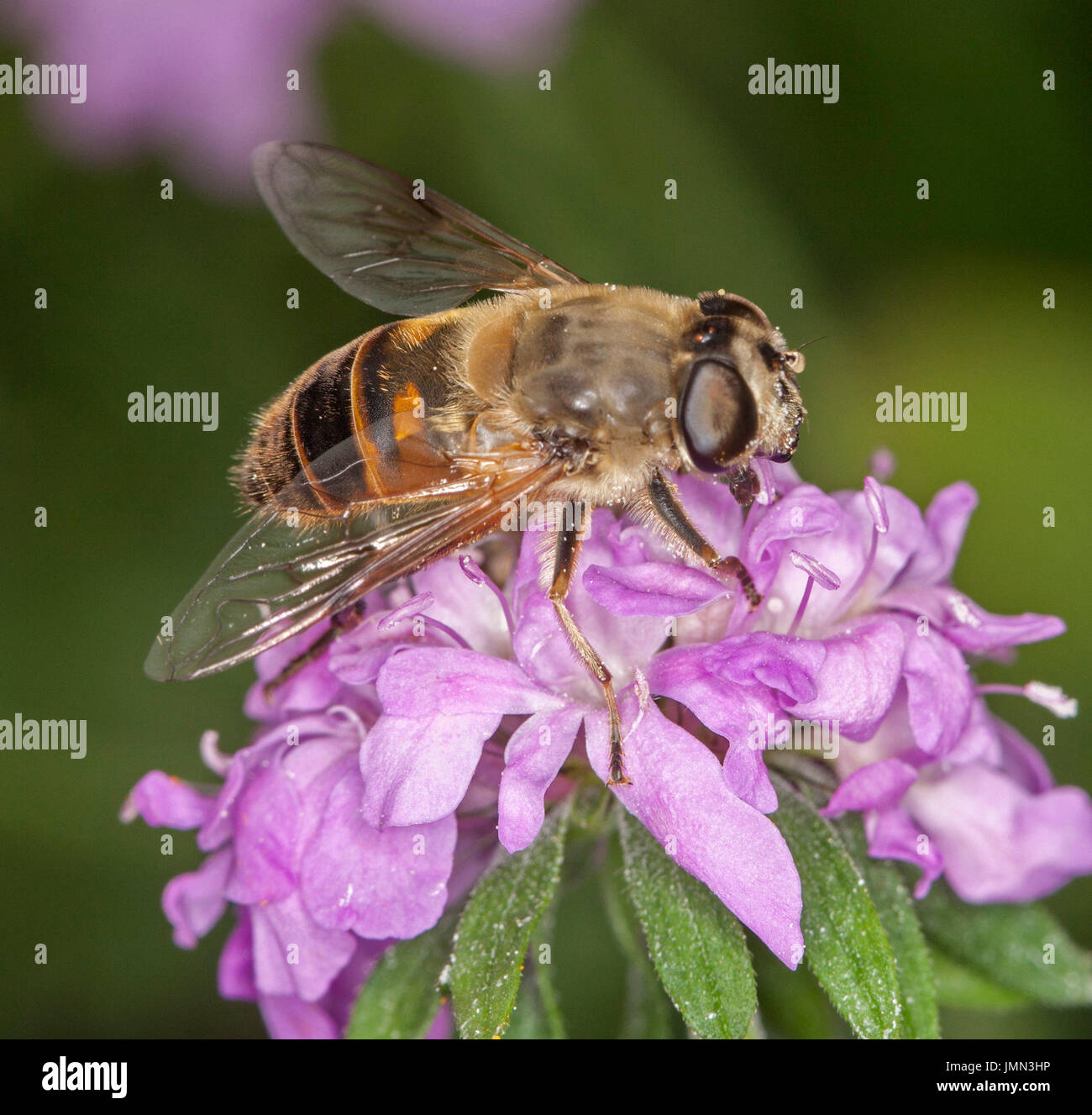 Hoverfly, un benefico di insetti impollinatori, alimentando il fiore rosa sullo sfondo del fogliame verde nel giardino inglese Foto Stock