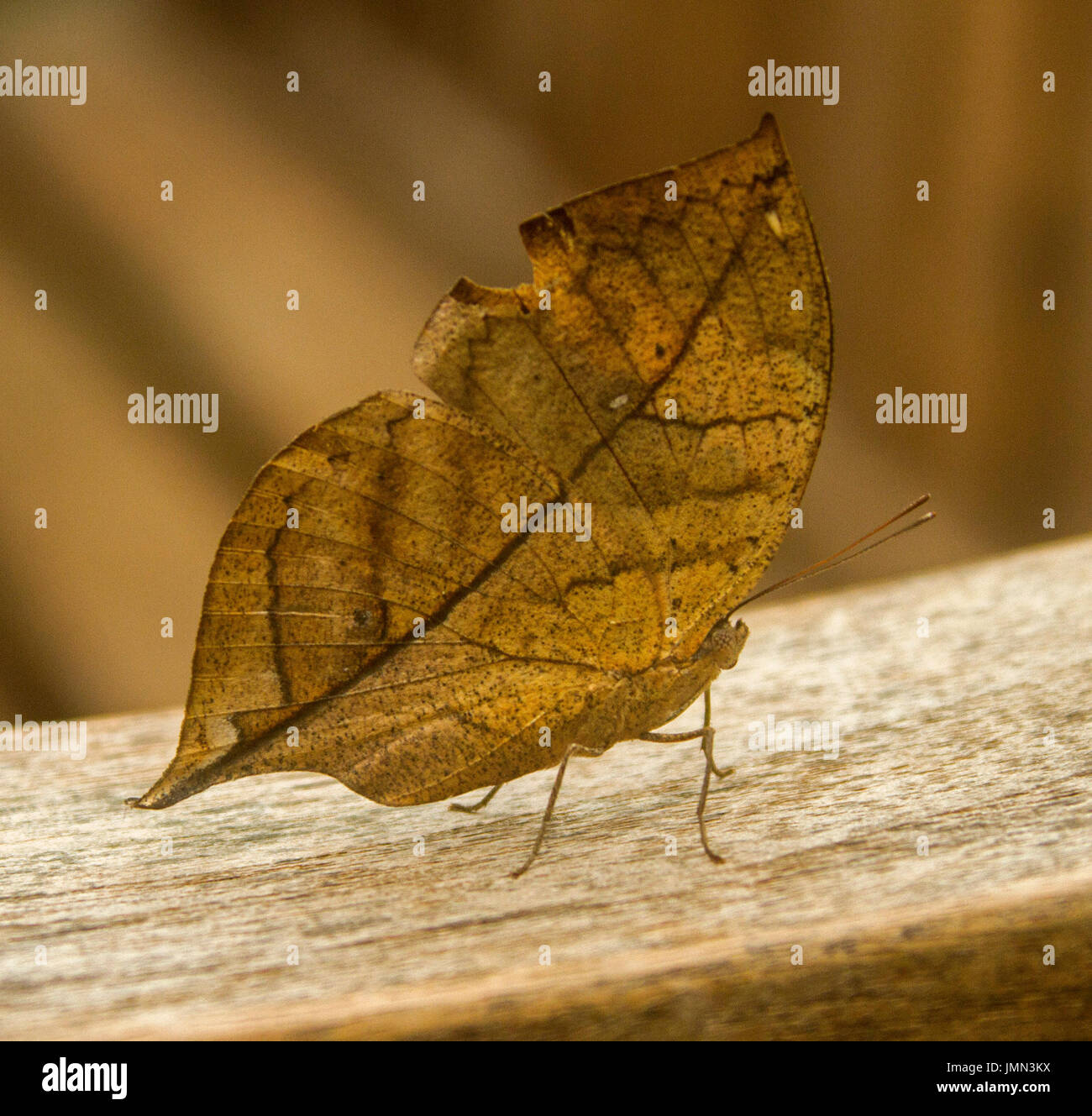 : La malese / Indian leafwing butterfly - Kallima paralekta,dall Indonesia, perfettamente mimetizzati come foglia marrone Foto Stock