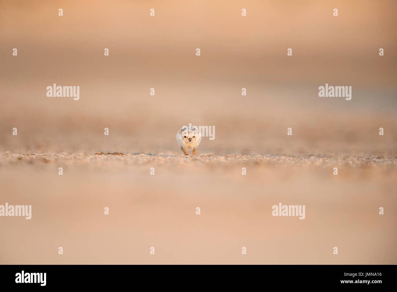 5 giorni di tubazioni vecchie Plover chick in marcia verso una telecamera Foto Stock