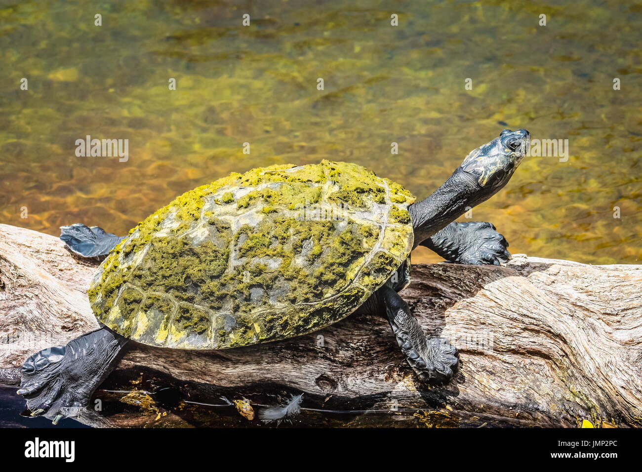 Giallo-spotted Amazon turtle - Podocnemis unifilis Foto Stock