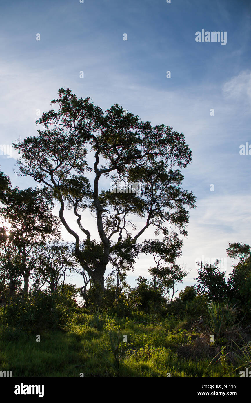 Albero nella savana africana, Okavango Delta in Botswana Foto Stock