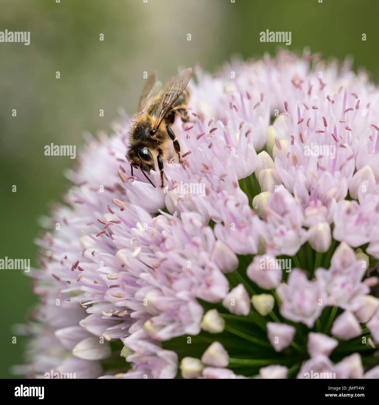 Bee sembra per il miele sul pianeta rosa allium fiore Foto Stock