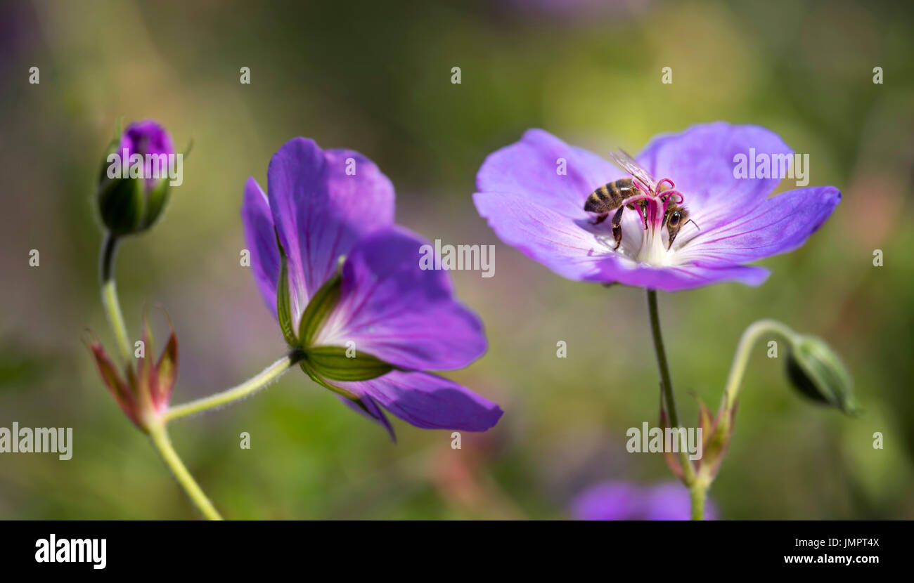 Vista dettagliata del giardino violetto gerani con bee succhiare miele da uno di loro su panorama fotografia Foto Stock