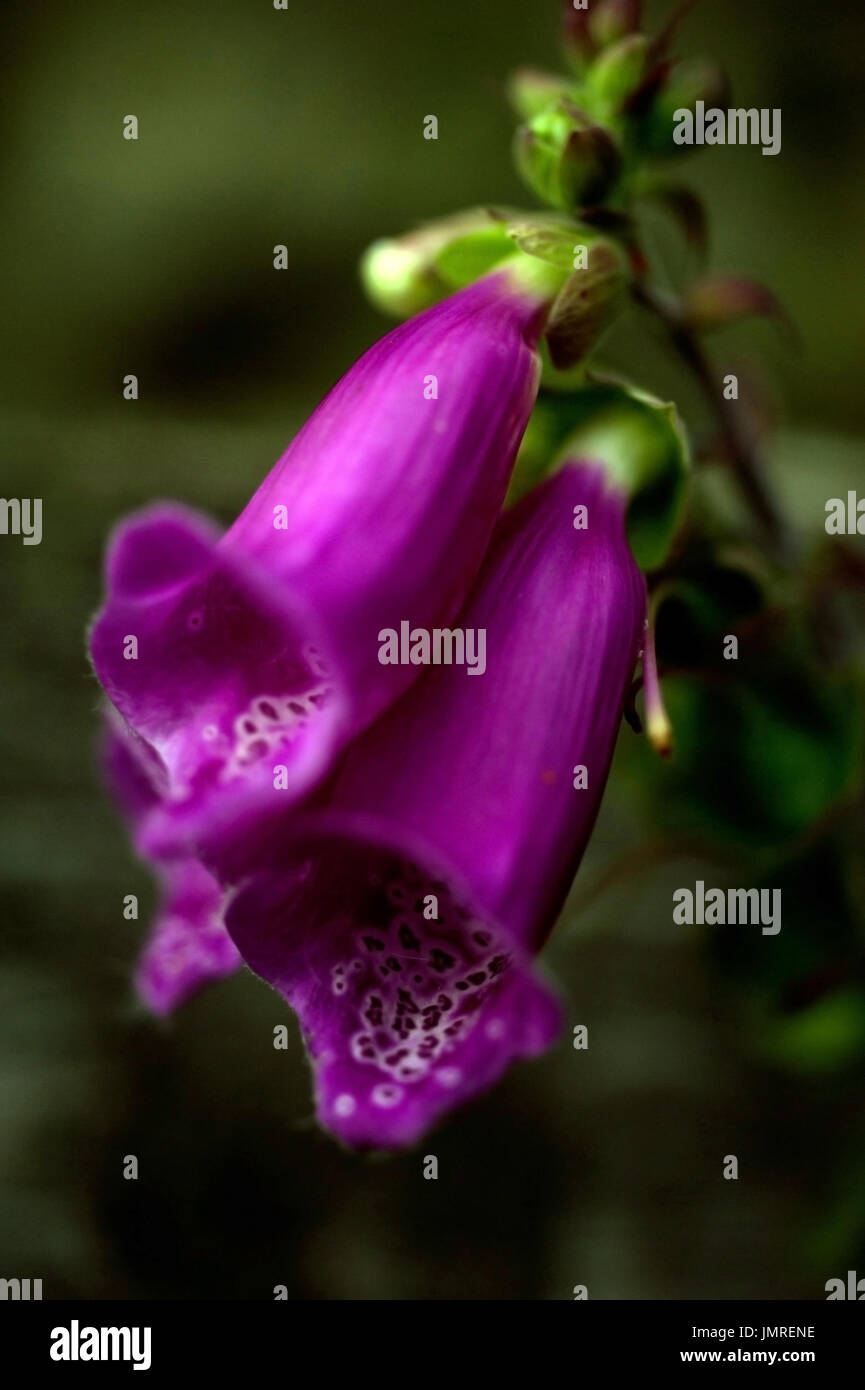 Le piante del Tyne Valley - Comune Foxglove / Digitalis purpurea Foto Stock