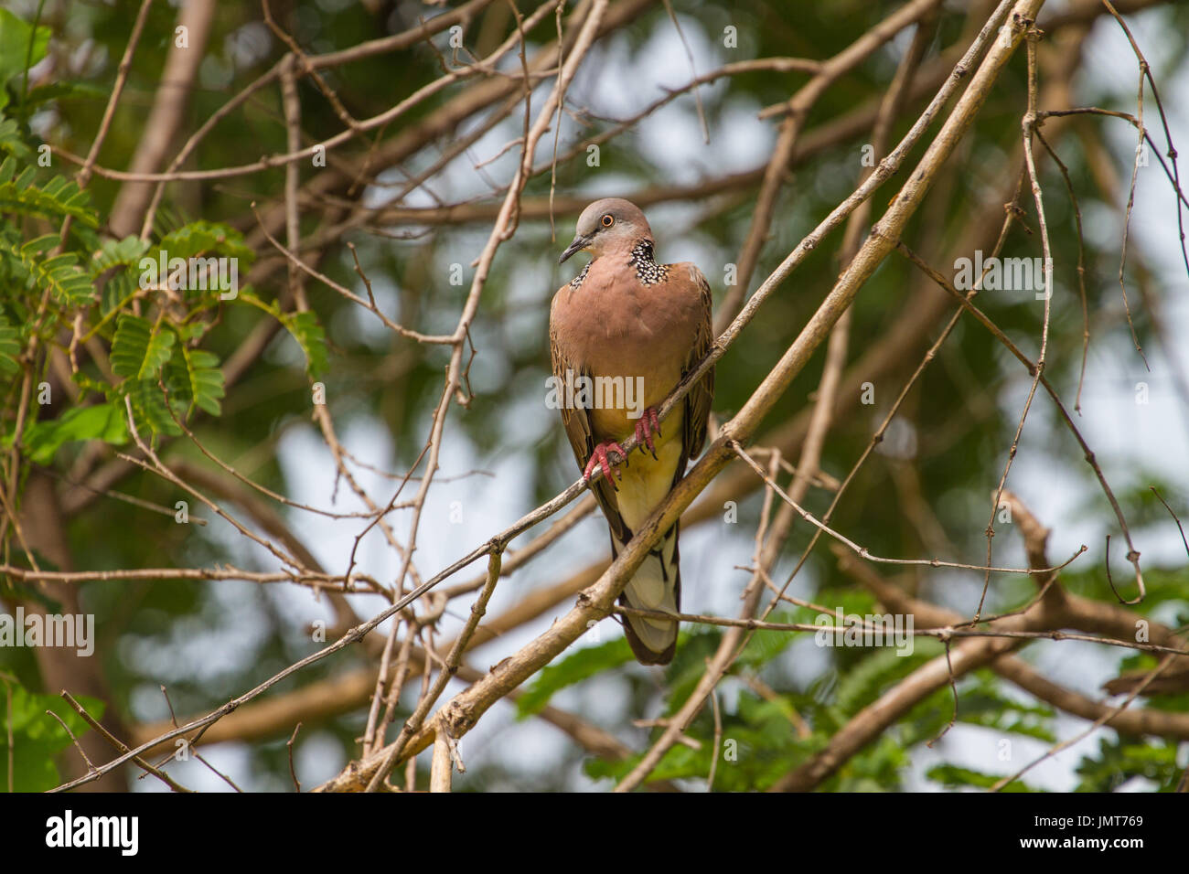 Colomba punteggiata su un ramo in natura reale di Thailandia Foto Stock