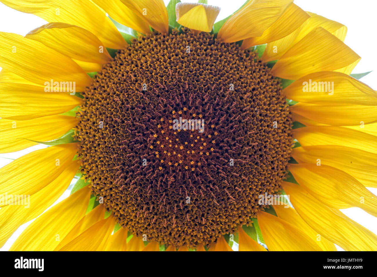 Primo piano sul disco di girasole rosette all'interno, il fuoco selettivo sul disco fiori pappus Foto Stock