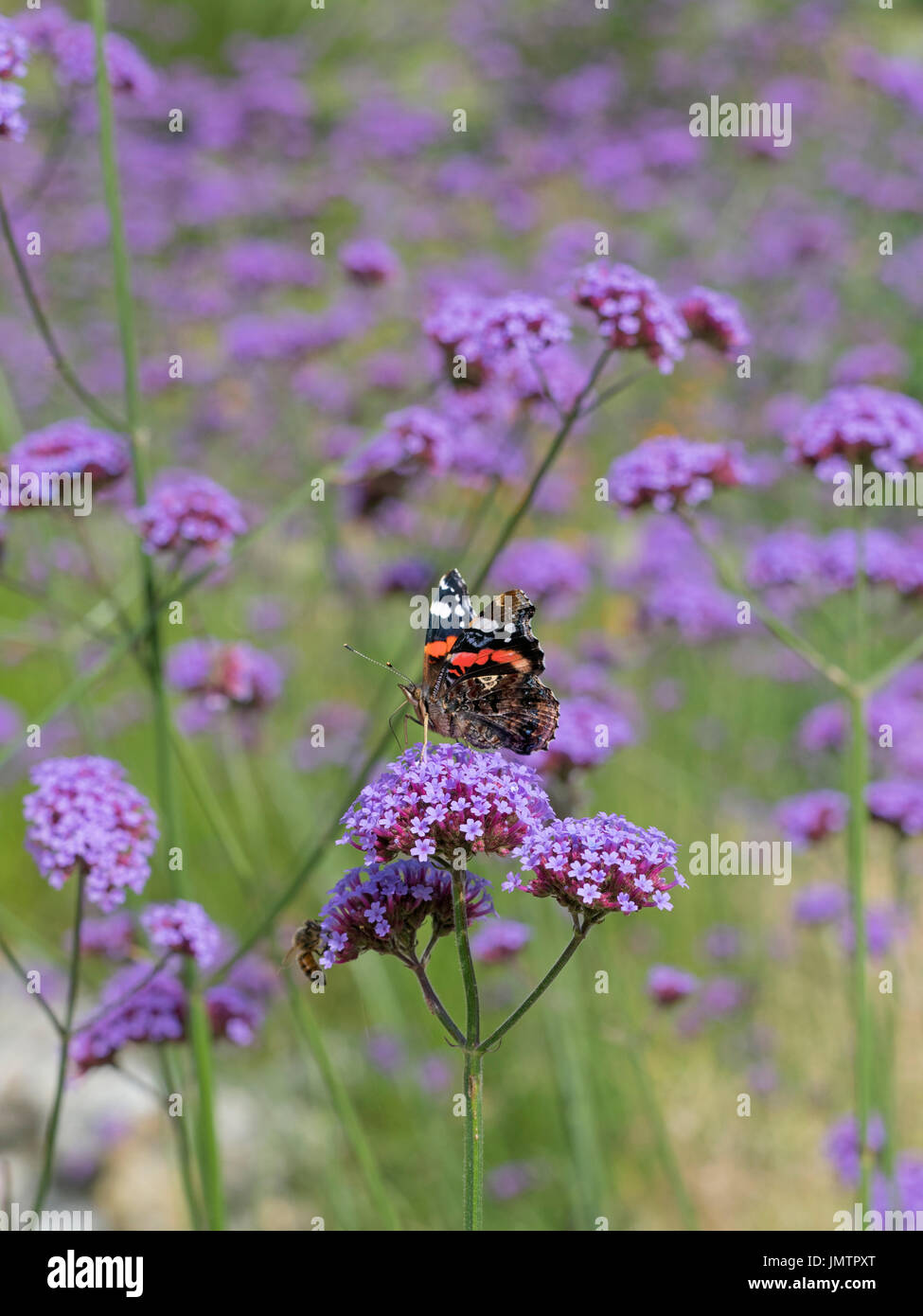 Red Admiral Butterfly Vanessa Atalanta in giardino Agosto Foto Stock