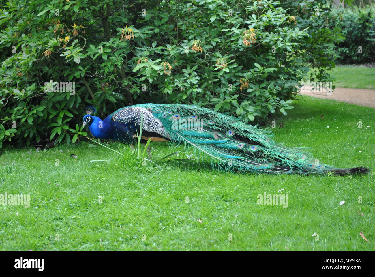 Peacock sfilano in Swiss Garden Shuttleworth Foto Stock