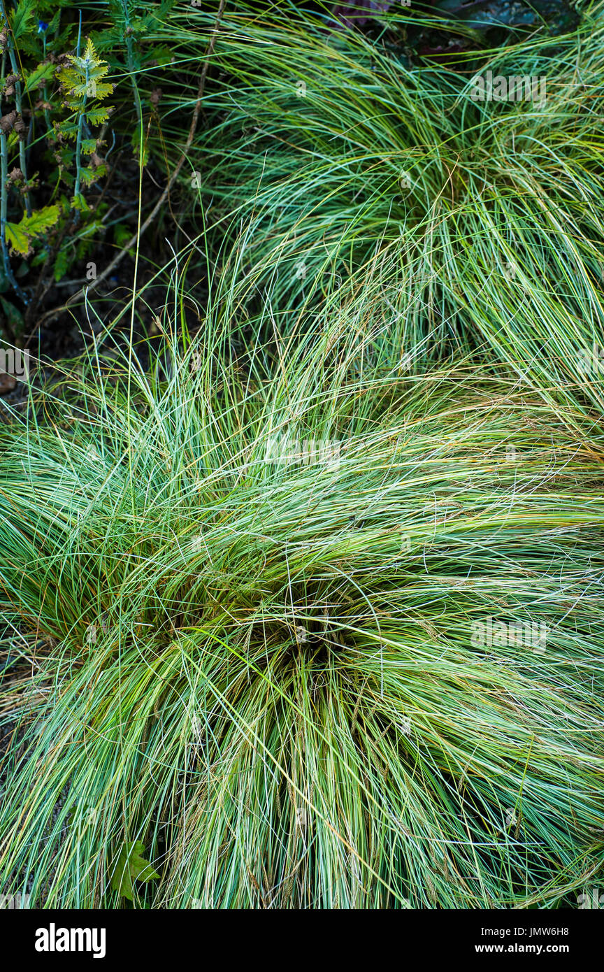 Carex albula. Riccioli smerigliato. Foto Stock