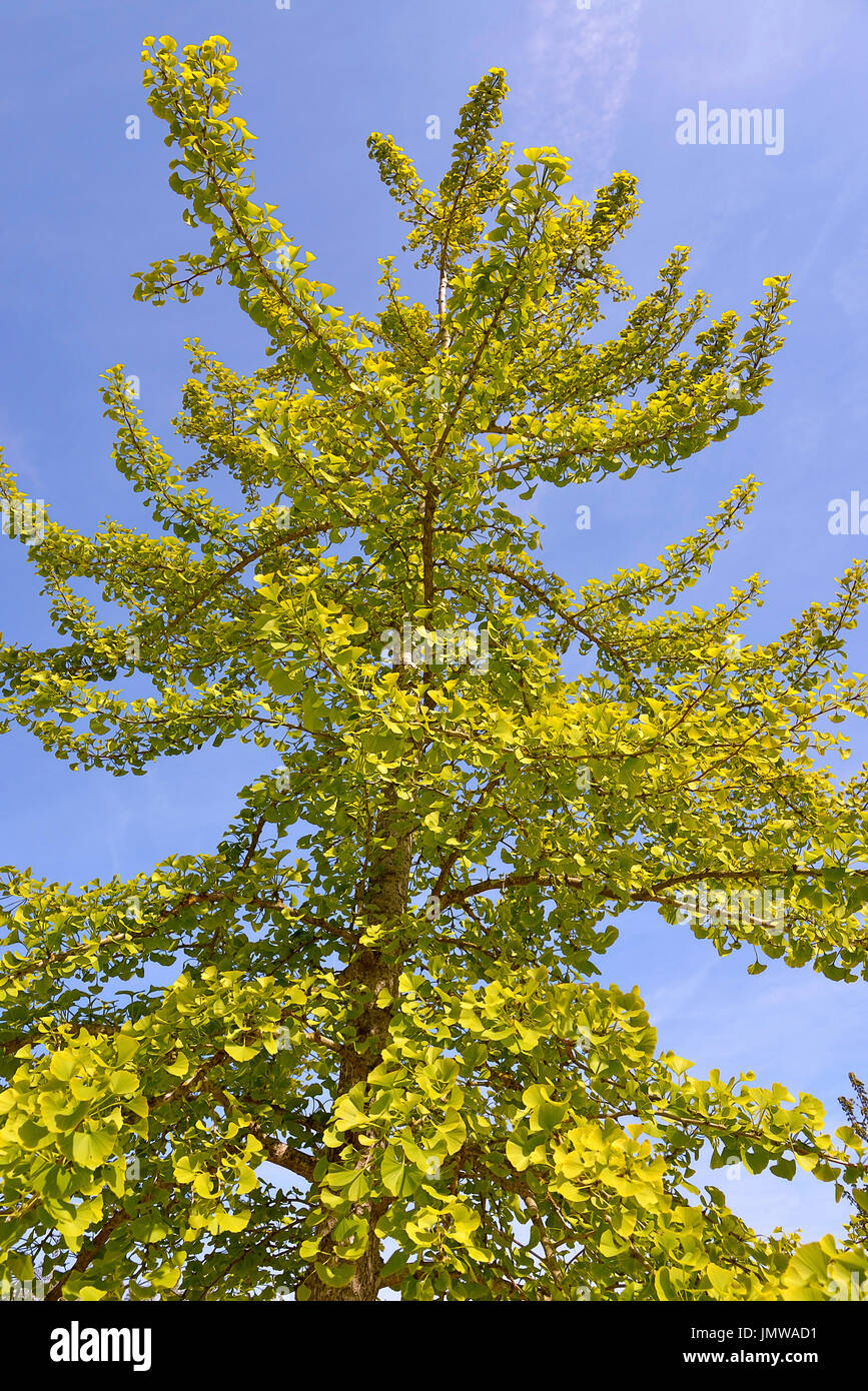 Il Ginkgo biloba o Maidenhair Tree su un cielo blu sullo sfondo Foto Stock