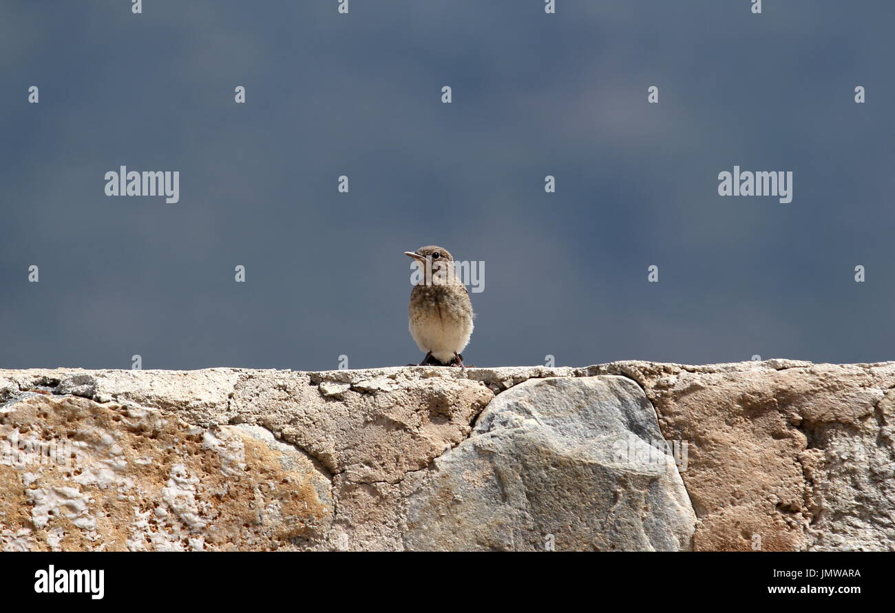 Culbianco, giovani di abituarsi a me mentre essendo presa foto... Foto Stock