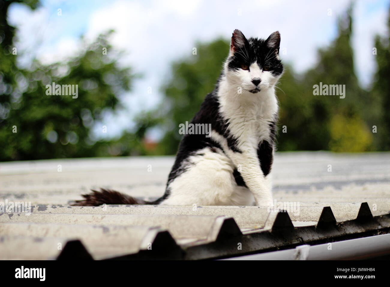 Gatto randagio su una lamiera ondulata tetto Foto Stock