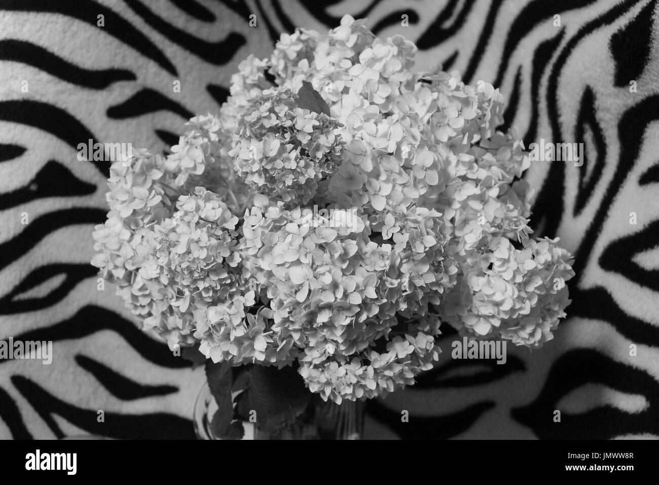 Bouquet di ortensie giardino fiore in fiore su zebra sfondo a strisce Foto Stock