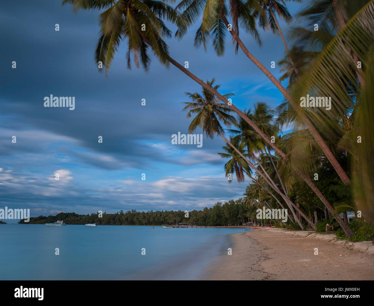 Albero di cocco in mare spiaggia della Thailandia Foto Stock