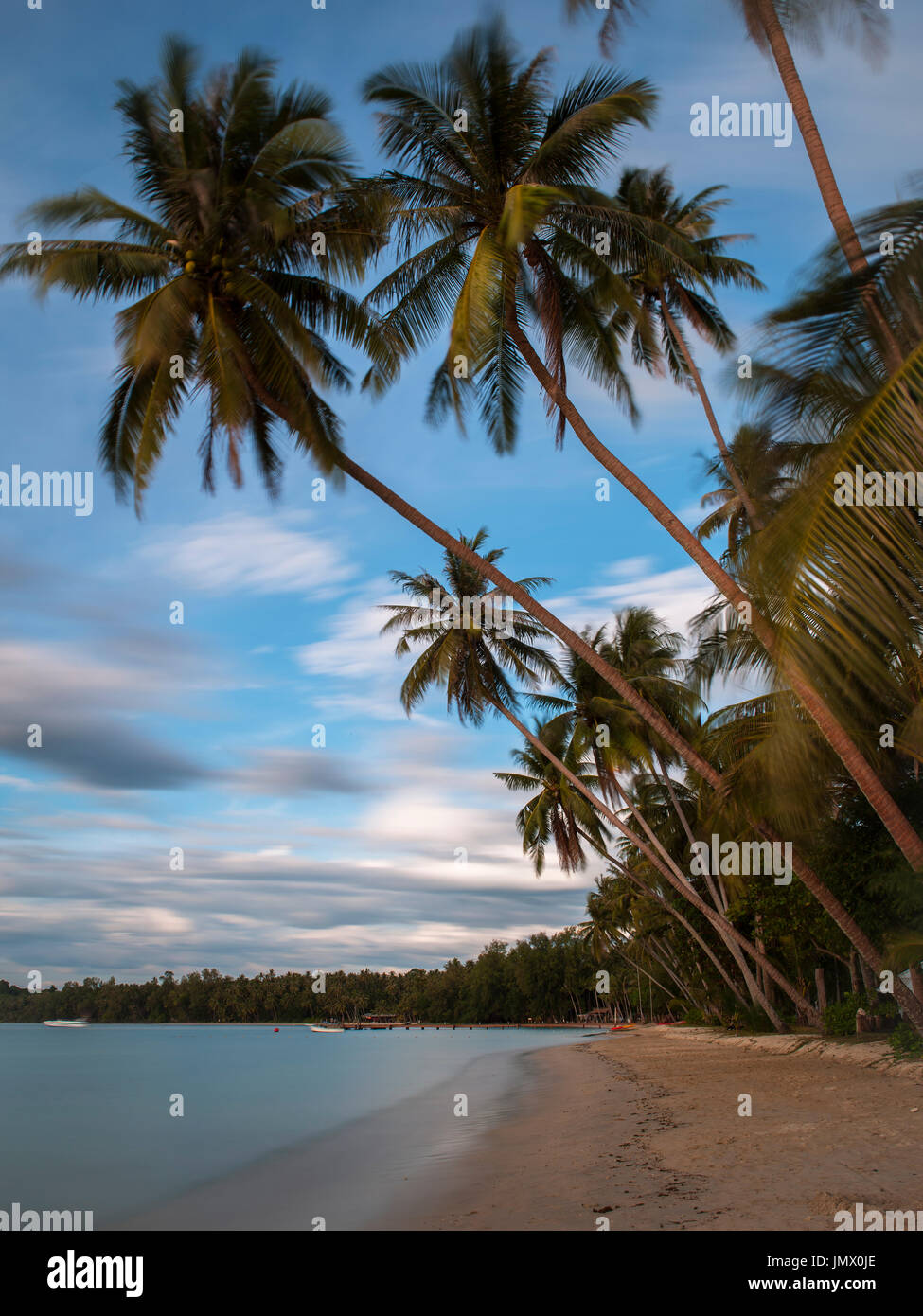 Albero di cocco in mare spiaggia della Thailandia Foto Stock