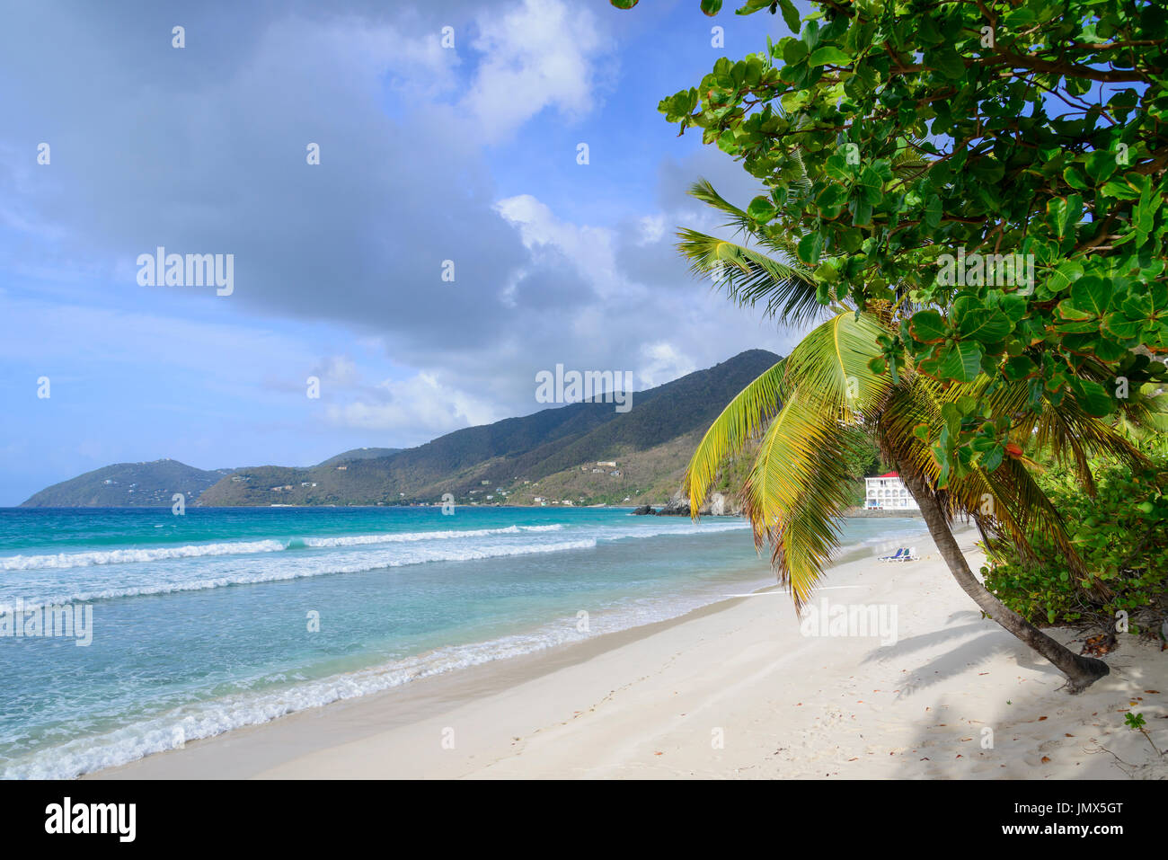 Spiaggia di sabbia e il Palm Tree, isola di Tortola, Isole Vergini Britanniche, Mar dei Caraibi Foto Stock