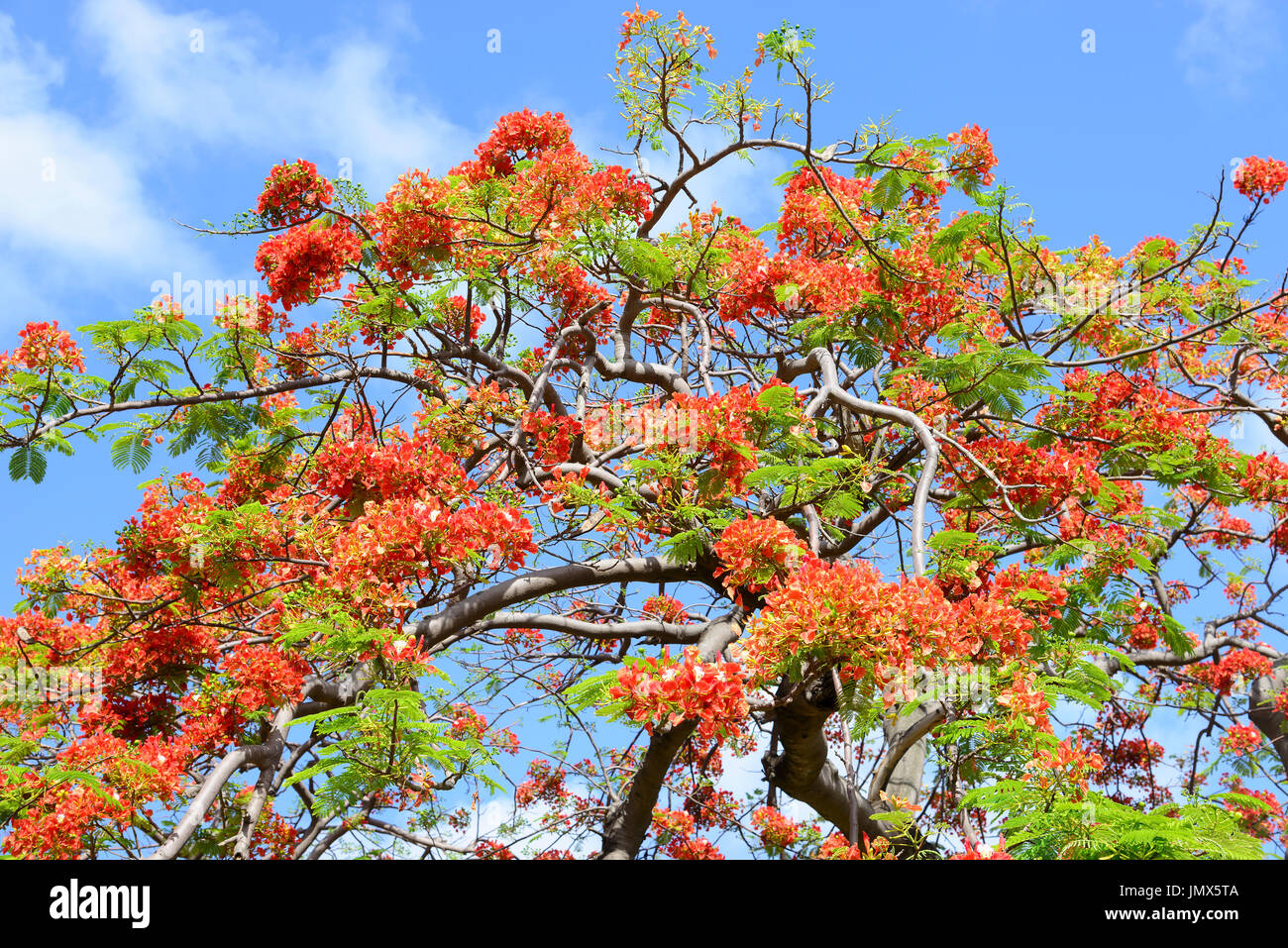 Il Bougainvillea glabra, Minor Bouganville, Paperflower, Bouganville, isola di Tortola, Isole Vergini Britanniche Foto Stock