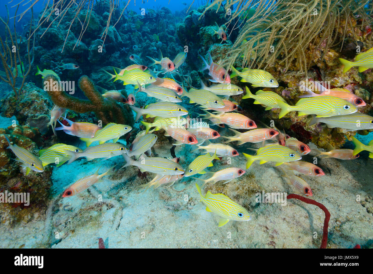 Haemulon flavolineatum, Holocentrus rufus, grunt francese e Longspine squirrelfish, isola di Tortola, Isole Vergini Britanniche, Mar dei Caraibi Foto Stock