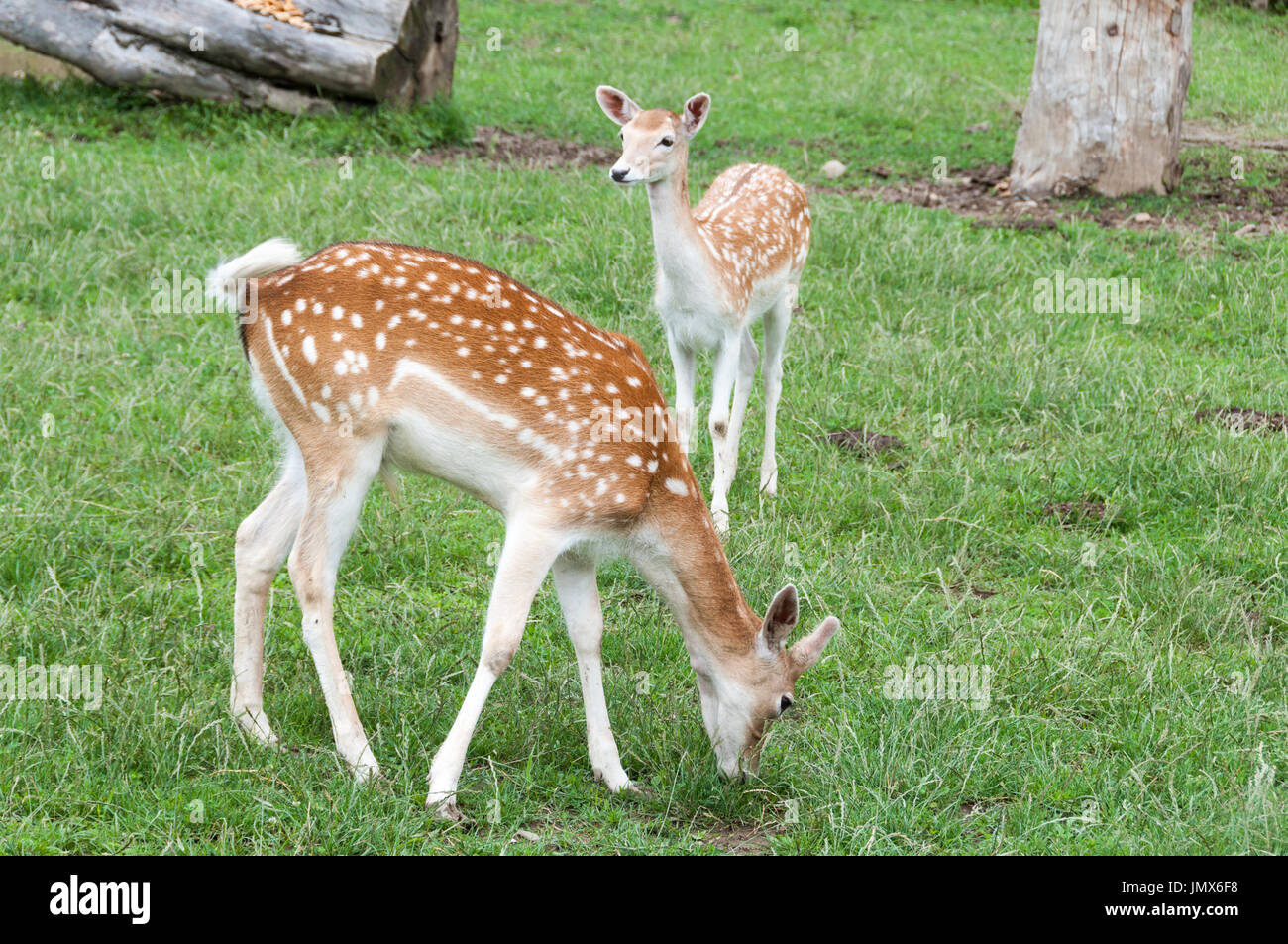 Il daino (Dama Dama) Foto Stock