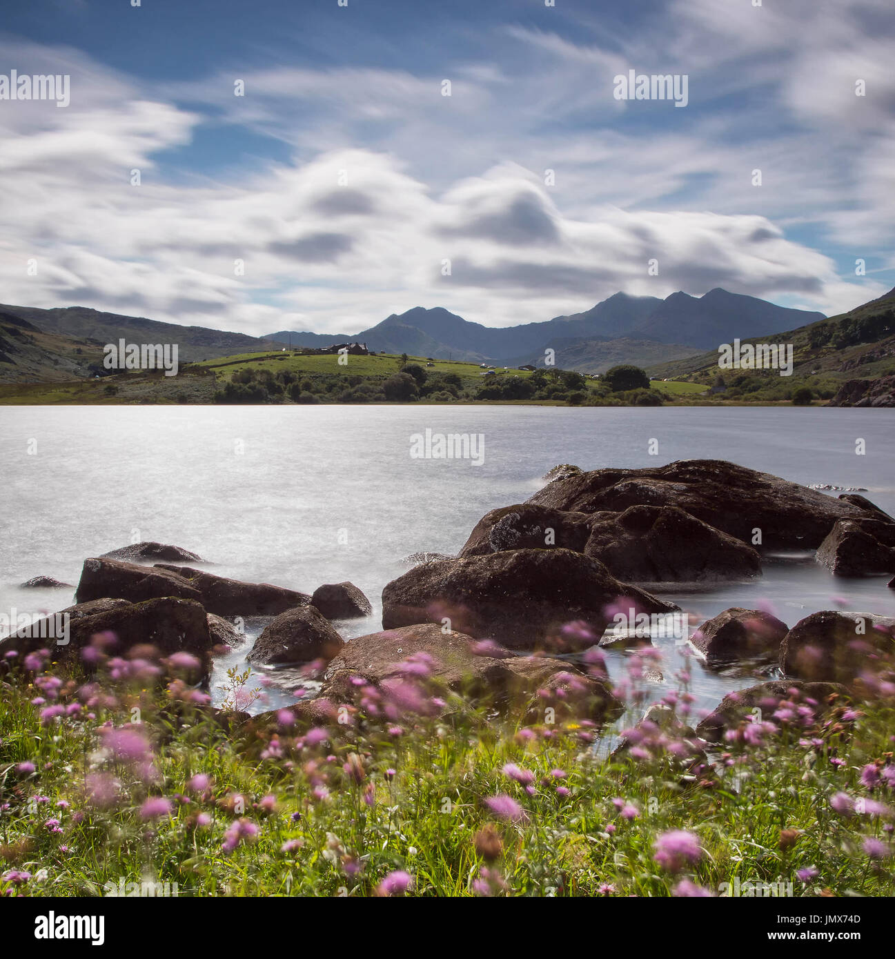 Magnifica vista lungo Llynnau Mymbyr di Snowdon e Snowdon Horseshoe. Il prato estivo di 'melancholy cardi' al vento, in primo piano Foto Stock