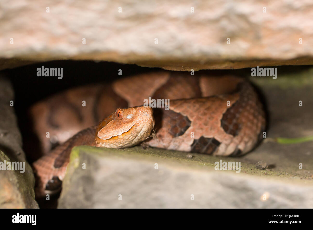 Northern Copperhead - Agkistrodon contortrix mokasen Foto Stock