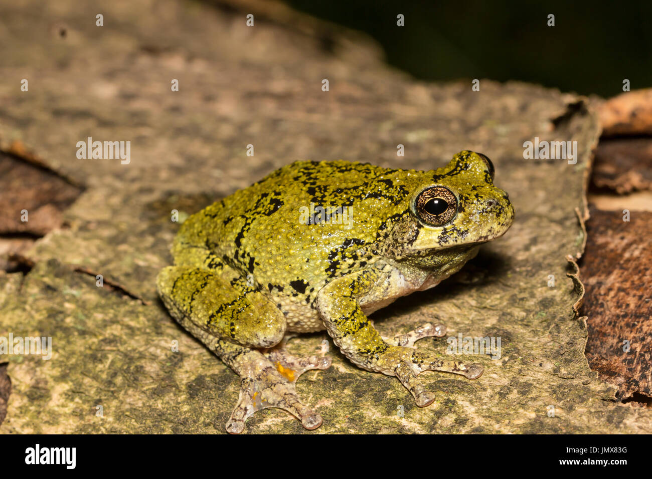 Morph verde grigio settentrionale Rane di albero - hyla versicolor Foto Stock