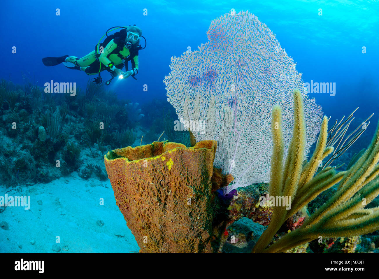 Gorgonia sp., dei Caraibi Coralreef e subacqueo con Gorgonia, Cooper Island, Isole Vergini Britanniche, Mar dei Caraibi Foto Stock