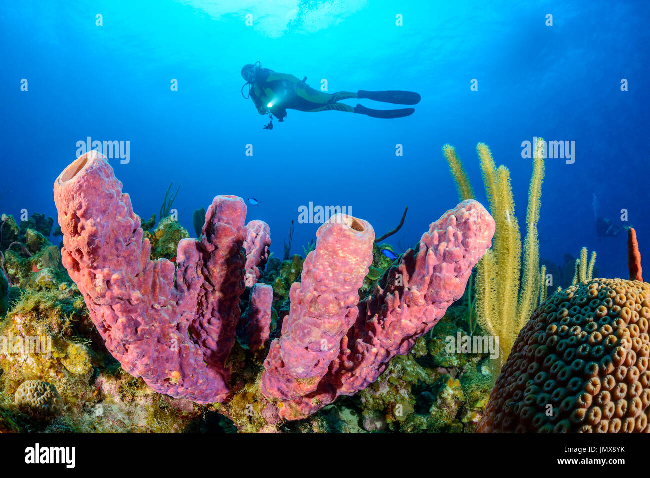 Pseudoceratina crassa, tubo dei Caraibi spugna, Cooper Island, Isole Vergini Britanniche, Mar dei Caraibi Foto Stock