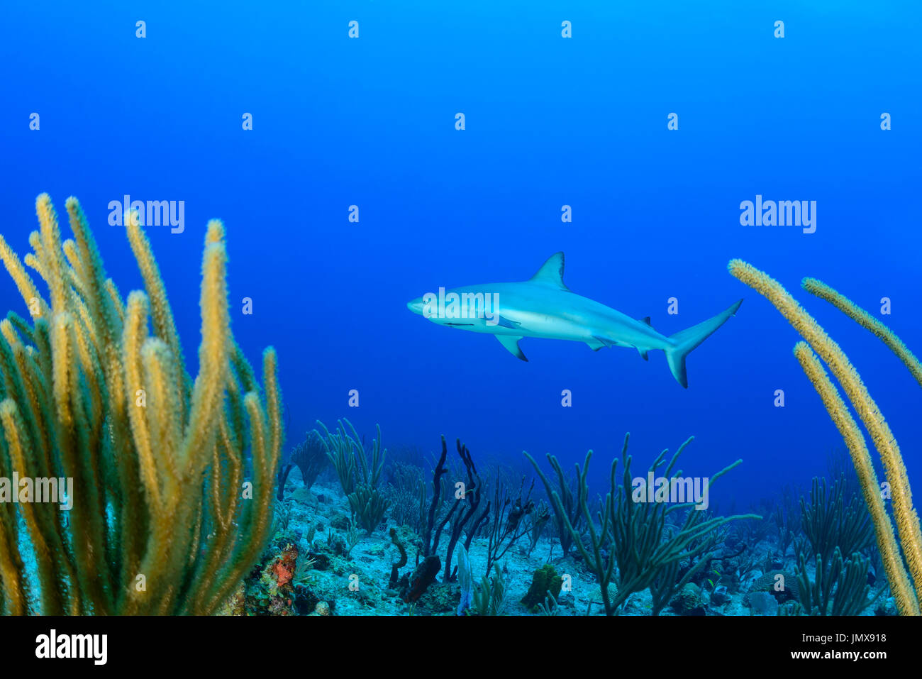Carcharhinus perezii, Caribbean reef shark in Coralreef, Cooper Island, Isole Vergini Britanniche, Mar dei Caraibi Foto Stock