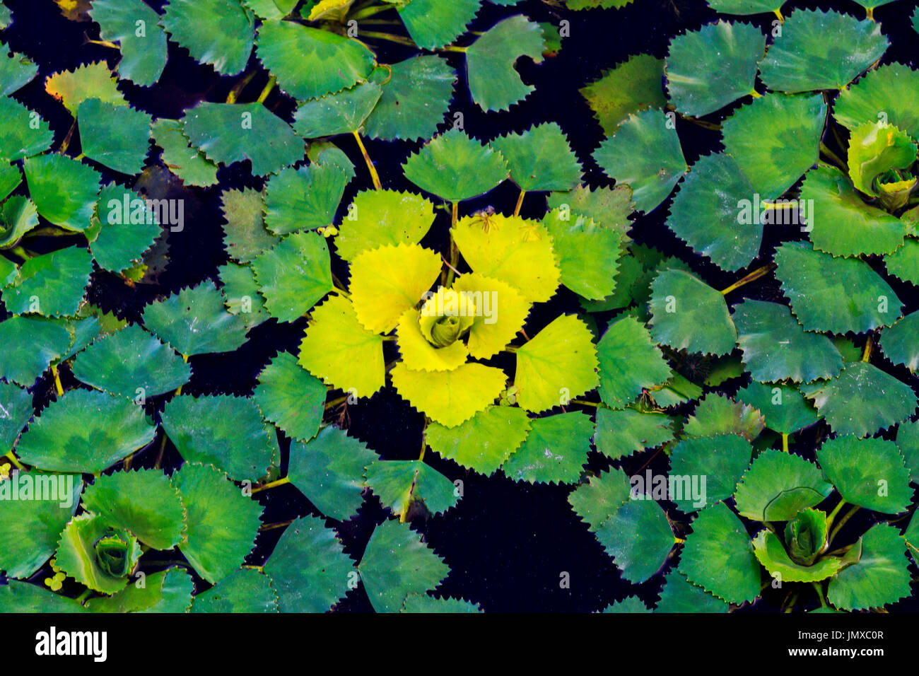 Colori gradiente in piante , wildlife le foto dei Creative Foto Stock
