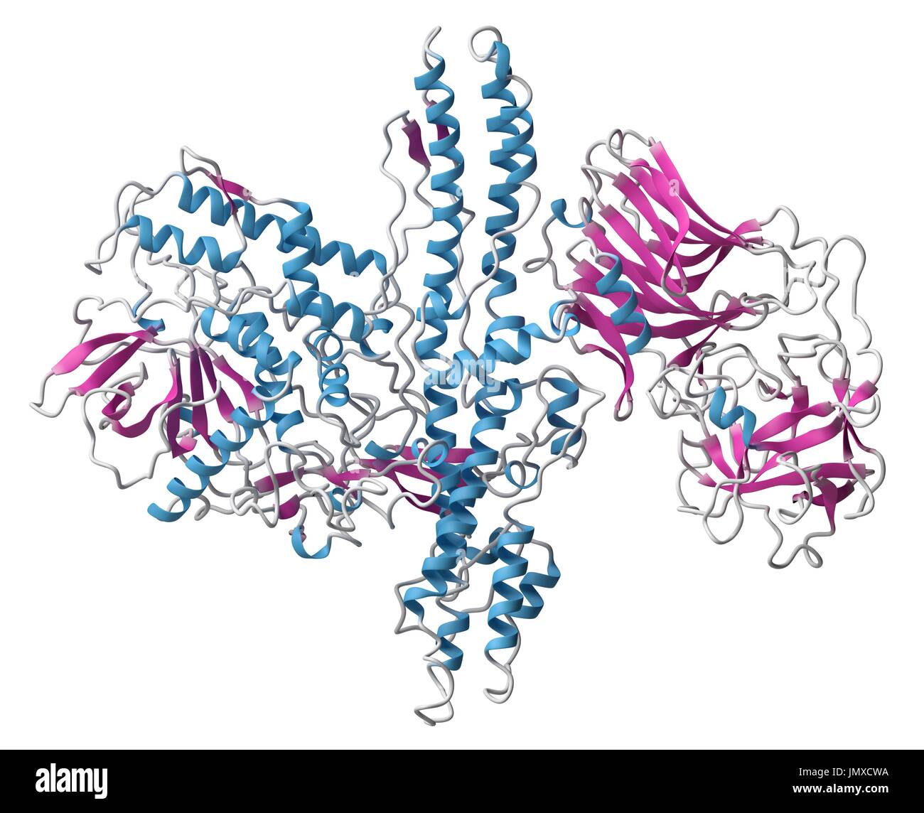 La tossina botulinica proteina neurotossica. Prodotte da Clostridium botulinum. Cosmeticamente usato per il trattamento di rughe. Modello di Cartoon, la struttura secondaria di colorazione eliche (blu, fogli rosa). Foto Stock