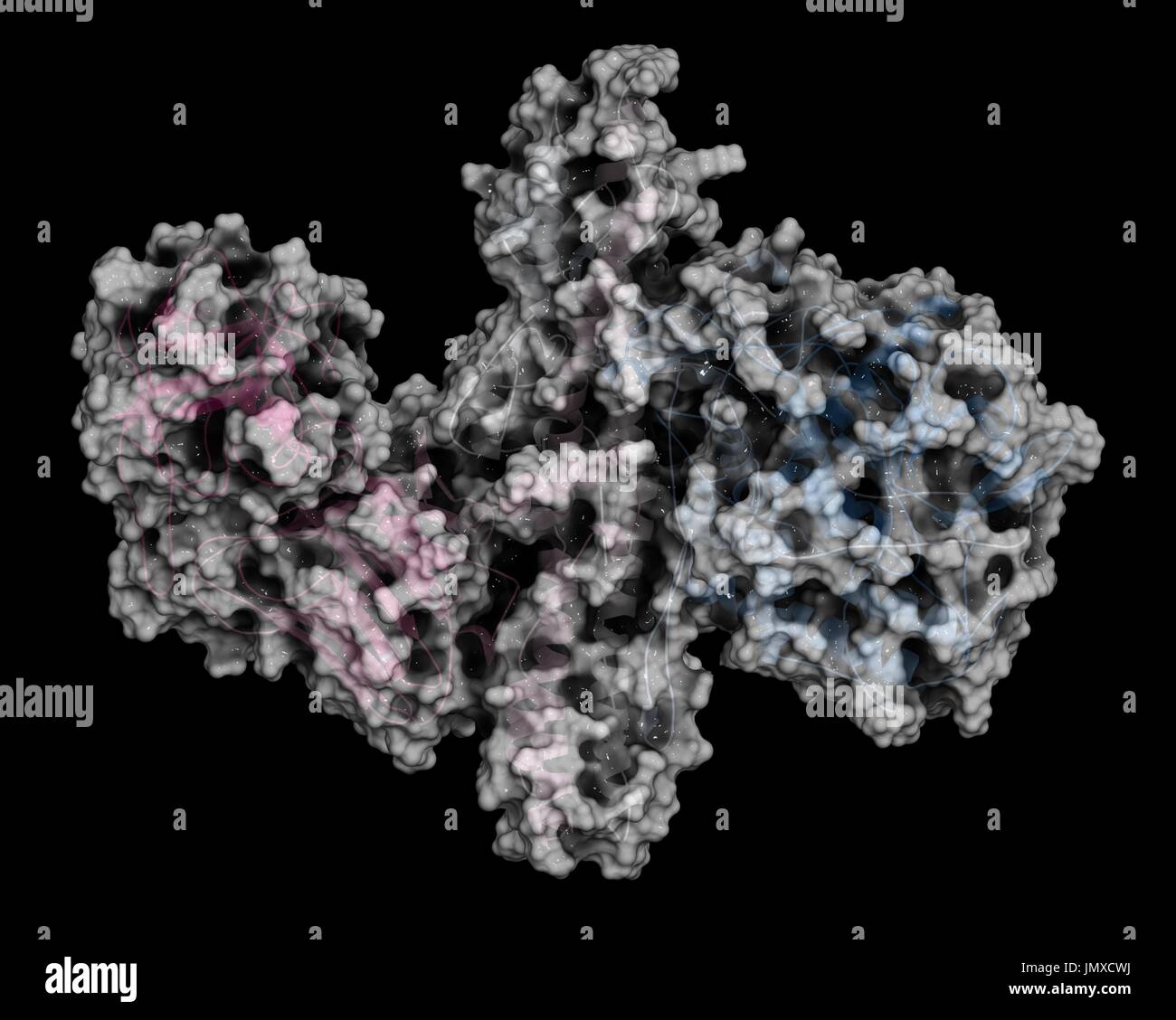 La tossina botulinica proteina neurotossica. Prodotte da Clostridium botulinum. Cosmeticamente usato per il trattamento di rughe. Combinazione di un semi-trasparente modello di superficie con un cartone animato di rappresentanza. Cartoon: gradiente coloranti (N-terminus blu, C-terminus rosa). Foto Stock