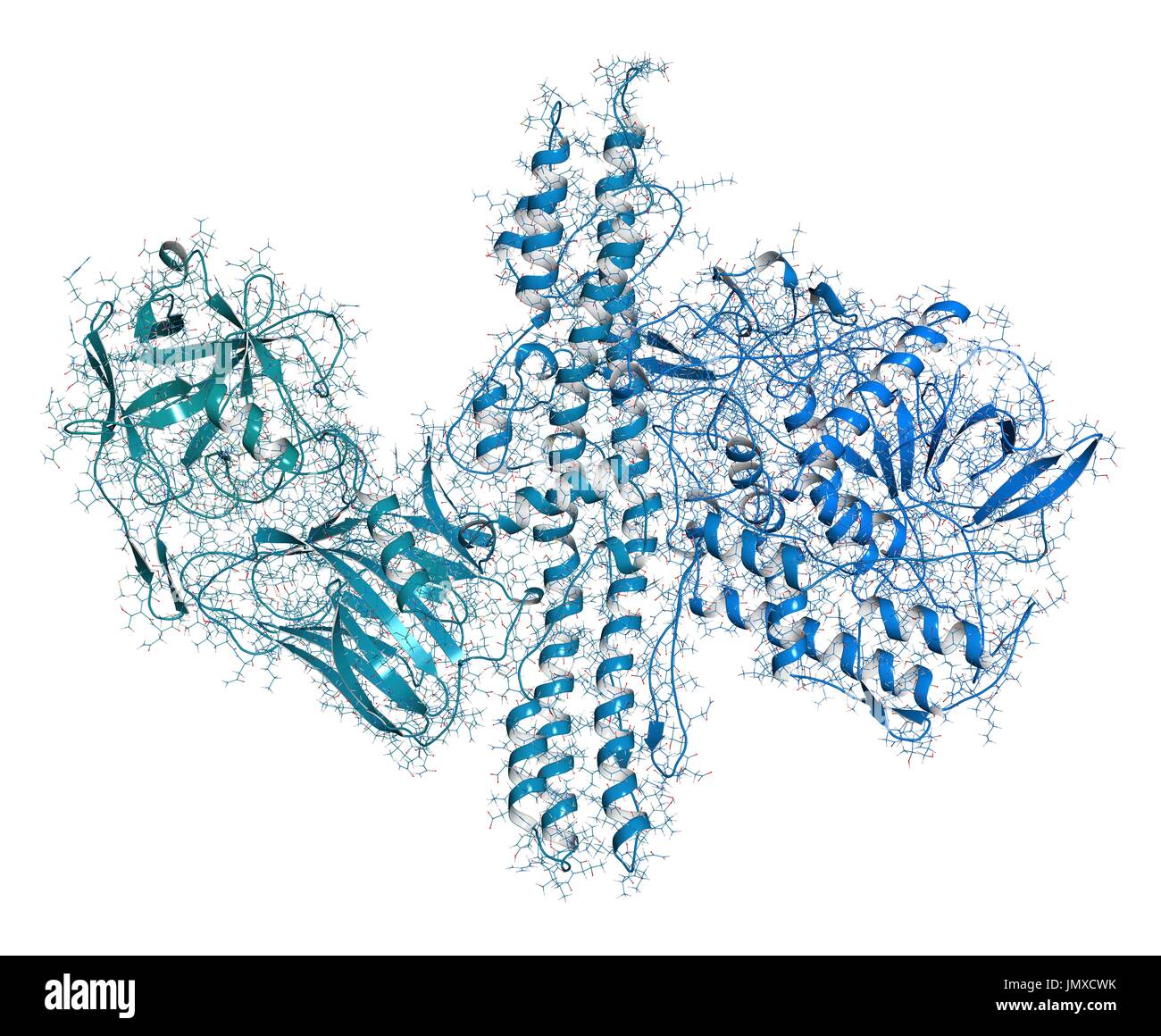 La tossina botulinica proteina neurotossica. Prodotte da Clostridium botulinum. Cosmeticamente usato per il trattamento di rughe. Combinati wireframe e cartoon modello. Cartoon e atomi di carbonio: backbone gradiente (colorazione blu-teal); altri atomi: convenzionale la codifica a colori. Foto Stock