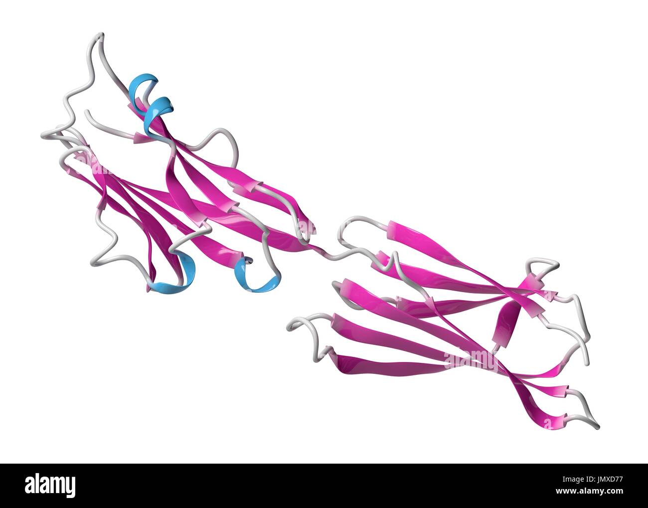 La morte programmata-ligando 1 (PD-L1) di proteina. Prodotto da sopprimere il sistema immunitario. Bloccanti del PD-L1 e PD-1 interazione sono un importante nuovo farmaco anticancro classe. Modello di Cartoon, la struttura secondaria di colorazione eliche (blu, fogli rosa). Foto Stock