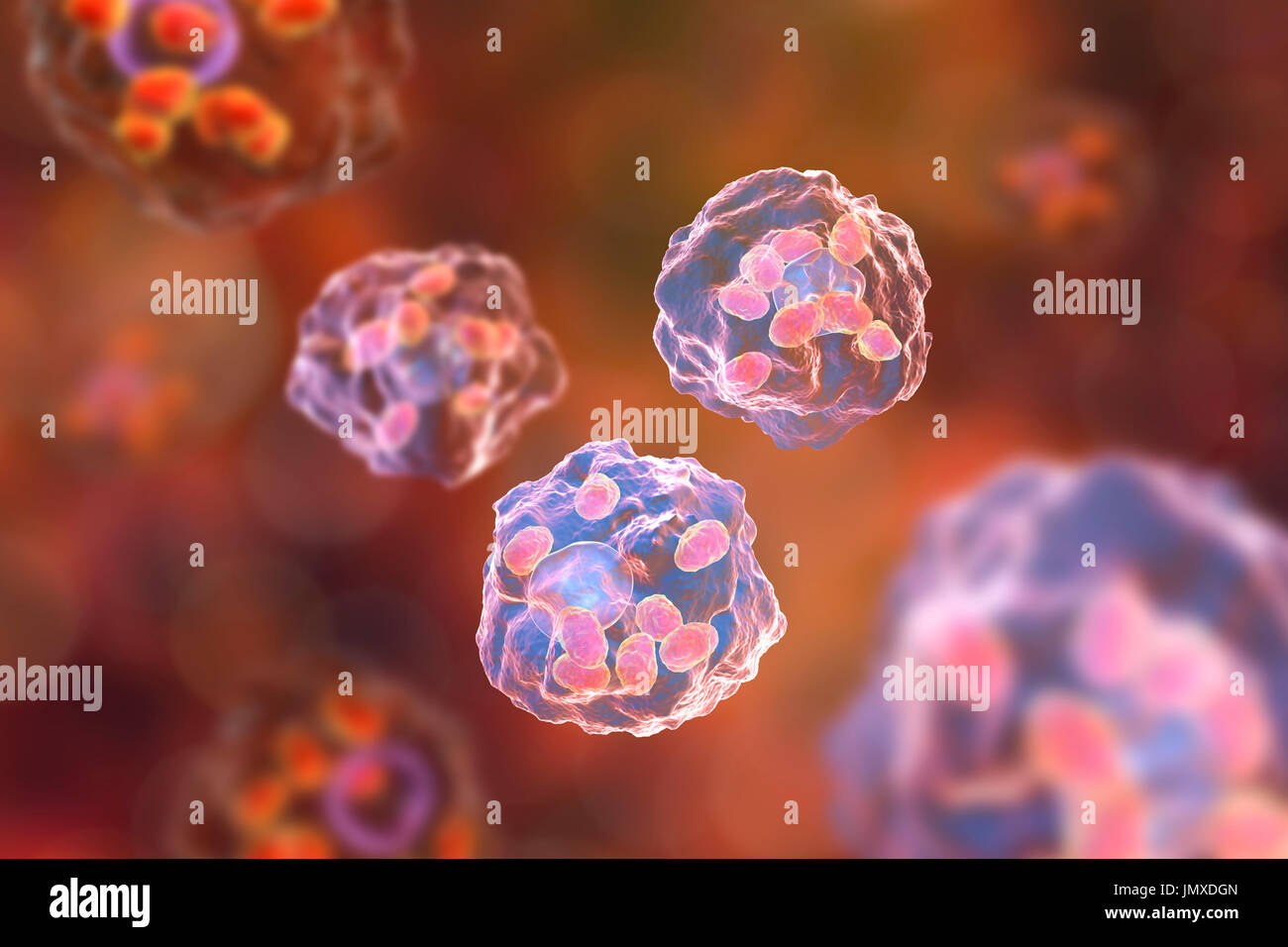 Amastigotes di parassiti Leishmania all'interno di macrofagi, illustrazione. Leishmania sp. causano la leishmaniosi, malattia tropicale trasmessa da punture di sabbia infetti-mosche. Questi sono i non-flagellato forma amastigote del parassita. Negli esseri umani flagellato promastigotes infettare macrofagi e vengono trasformate in amastigotes. Ci sono due forme di leishmaniosi. Il primo, leishmaniosi cutanea, colpisce la pelle dando luogo ad un'ulcera al sito del morso. Questo principalmente guarisce naturalmente, sebbene la cicatrizzazione possono verificarsi. Il più grave, leishmaniosi viscerale (Kala Azar), provoca febbre e Foto Stock