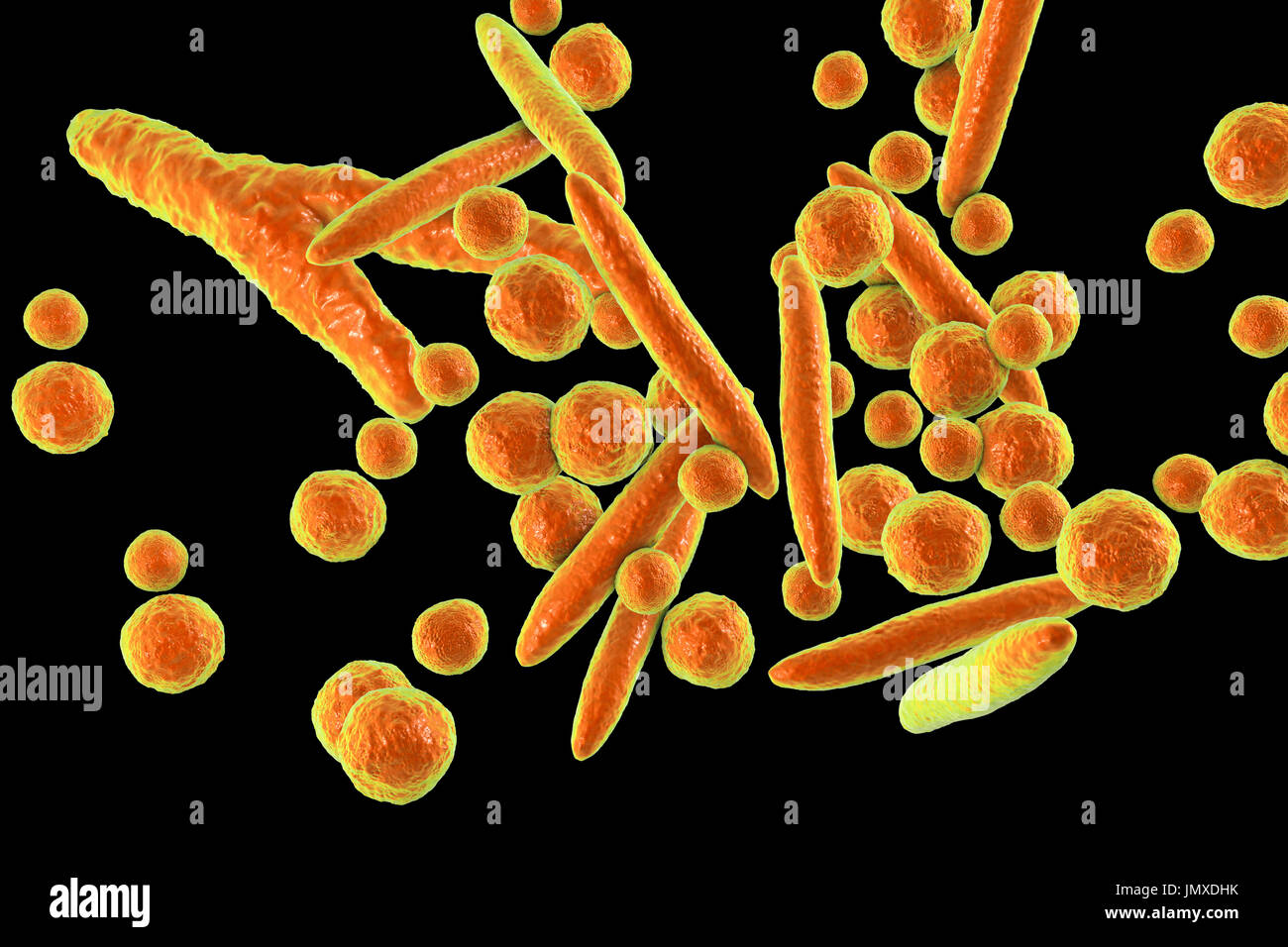 Micoplasmi immagini e fotografie stock ad alta risoluzione - Alamy