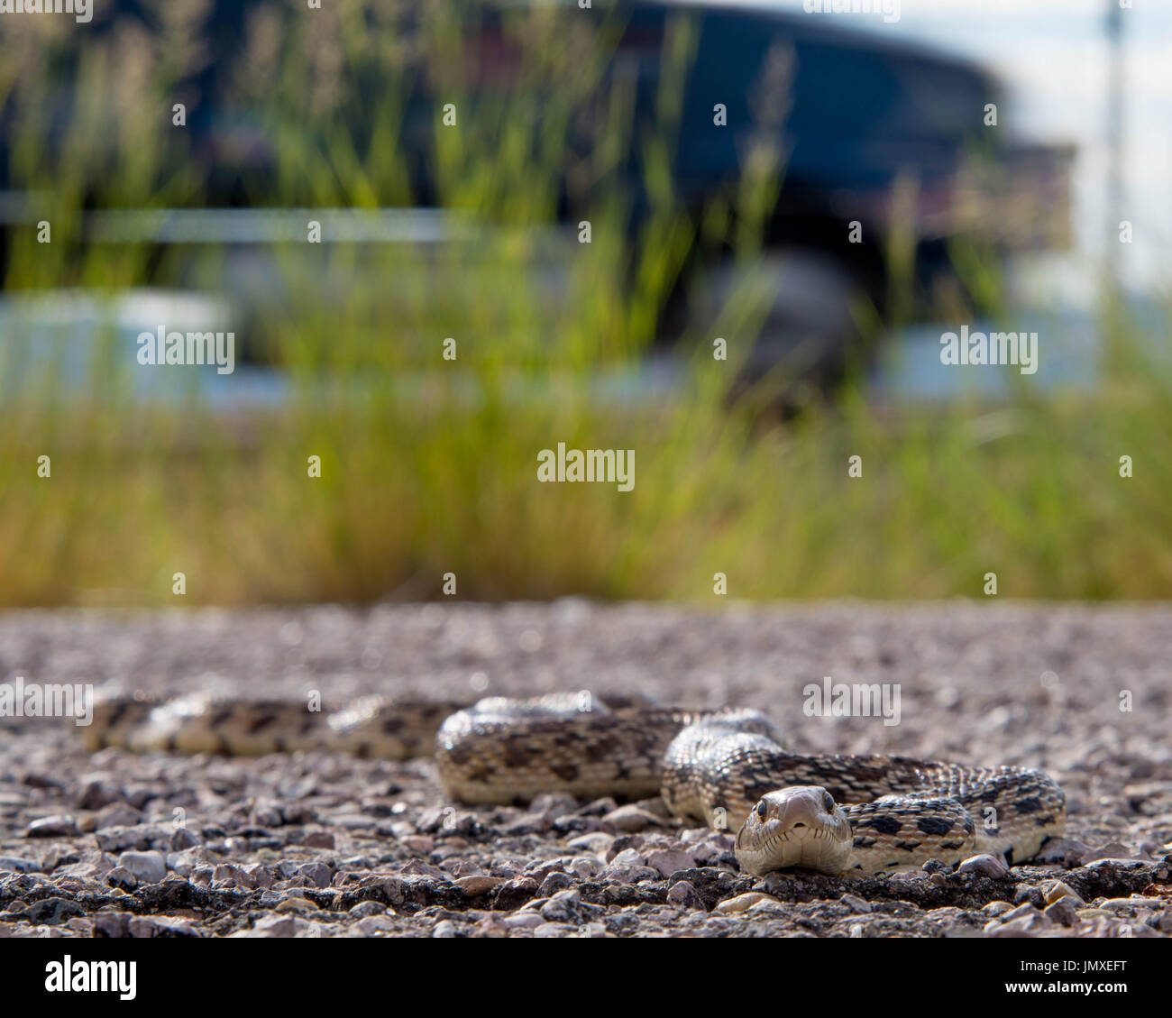 Sonoran serpente Gopher, (Pituophis catenifer affinis), crogiolarvi al sole su una strada lastricata di mattina. Sierra Co., New Mexico, negli Stati Uniti. Foto Stock