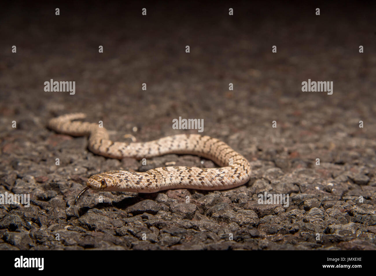 Gancio del Chihuahuan-serpente dal naso, (Gyalopion canon), Valencia co.,Nuovo Messico, Stati Uniti d'America. Foto Stock