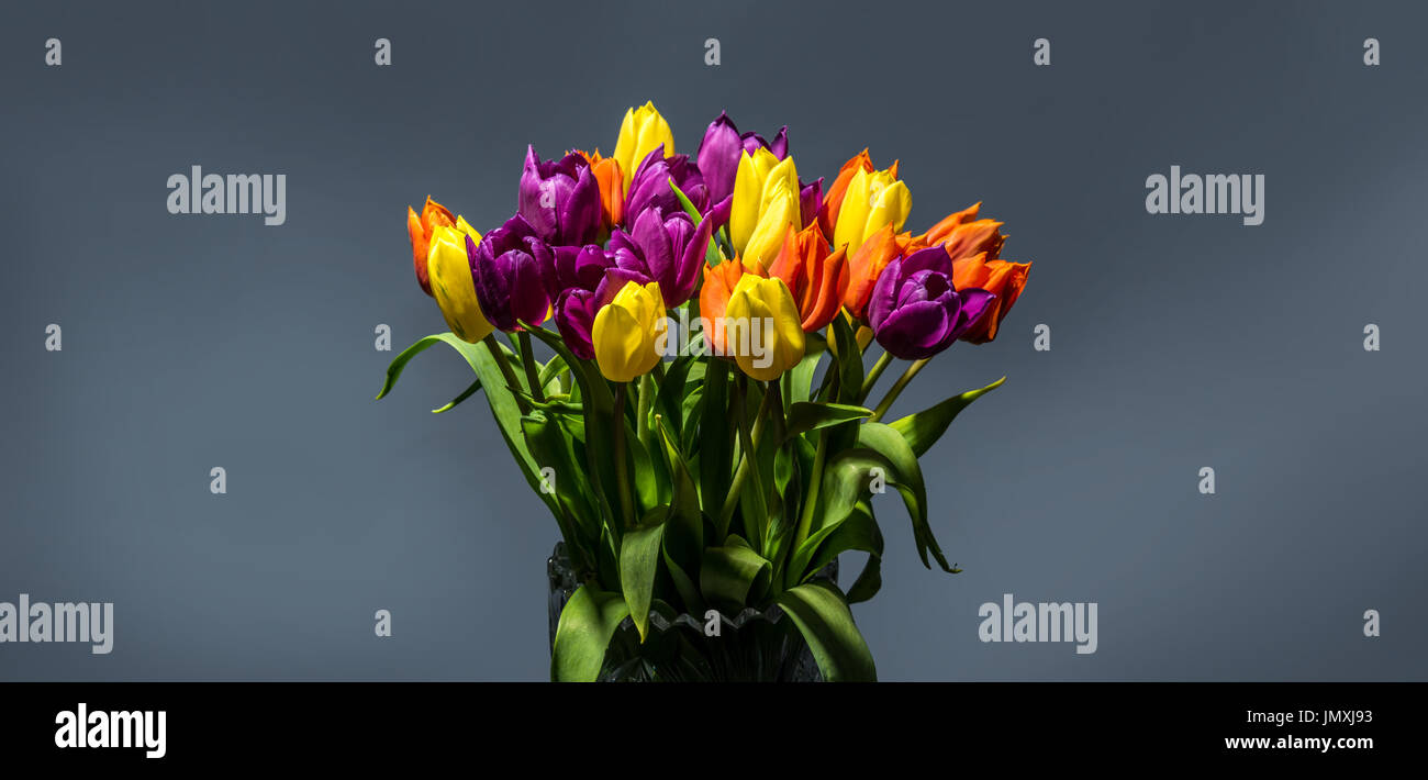 I tulipani, immagine orizzontale Foto Stock
