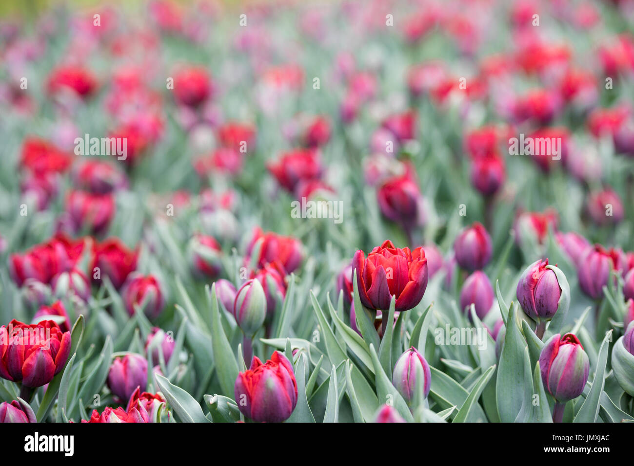 Campo dei tulipani Foto Stock